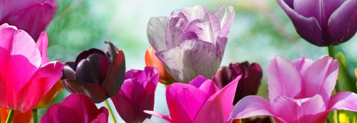 Violette Tulpen